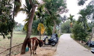 Mamata Basantia's odia poem Mo Gaan'ra Sobha