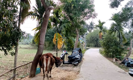 Mamata Basantia's odia poem Mo Gaan'ra Sobha