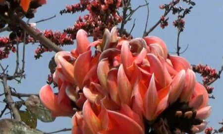 Ritindra Panda's odia poem Palaasha Bane Phaguna