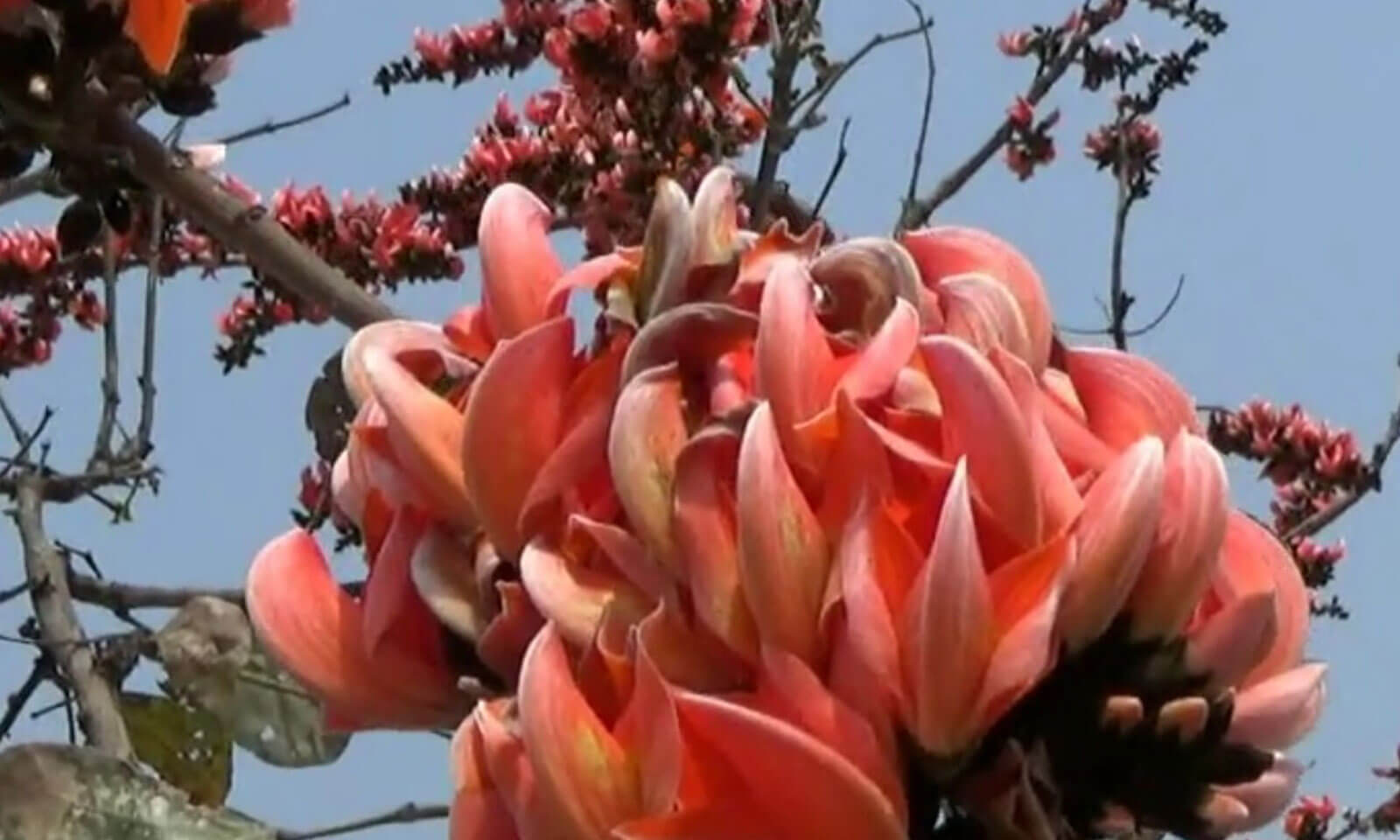 Ritindra Panda's odia poem Palaasha Bane Phaguna